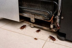pest control